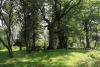 Sędziwe drzewa – świadkowie historii (fot. E. Bujalska).