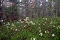 Sosnowy bór bagienny z kwitnącym bagnem zwyczajnym (fot. B. Ćwikowska).