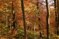 Jesienny las bukowy na zboczu połoniny (fot. B. Ćwikowska)